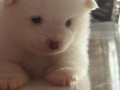 2aylik Pomeranian Alman Spitz 