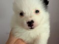 2aylik Pomeranian Alman Spitz 