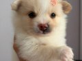 2aylik Pomeranian Alman Spitz 