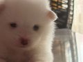 2aylik Pomeranian Alman Spitz 