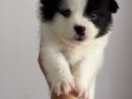 2aylik Pomeranian Alman Spitz 