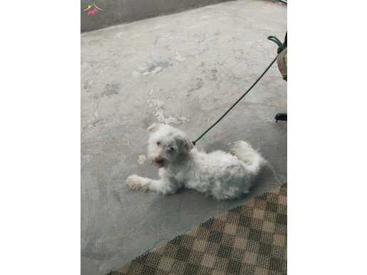 Maltese terrier çipi ve kimlik mevcut iyi durumda köpek