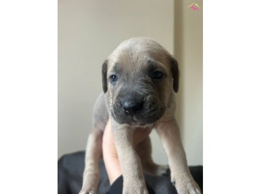 A KALİTE CANE CORSO YAVRULARI