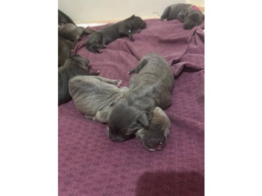 A Kalite Cane Corso