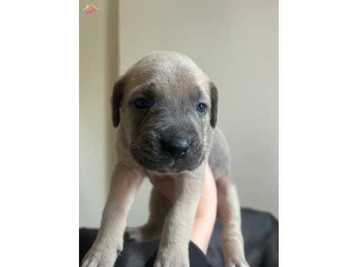 A Kalite Cane Corso Yavruları
