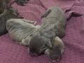 A Kalite Cane Corso