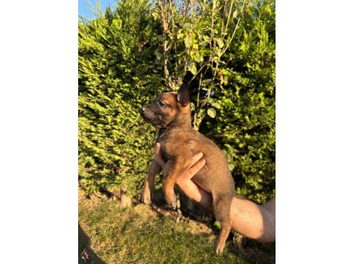 Eğitimli anne babadan safkan Belçika kurdu yavrusu