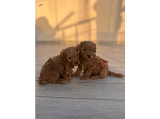 Poodle'da bir ESKİŞEHİR MARKASI 