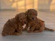 Poodle'da bir ESKİŞEHİR MARKASI 