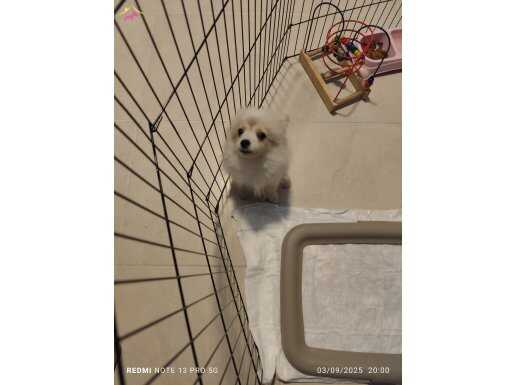 2.5 Aylık Pomerian cinsi