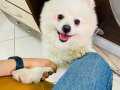 Sevimli köpeğim sıcak yuvasını arıyor