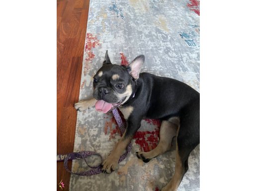 6 Aylık dişi French yuvasını arıyor