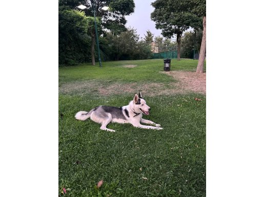 9 Aylık Erkek Husky