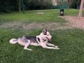 9 Aylık Erkek Husky