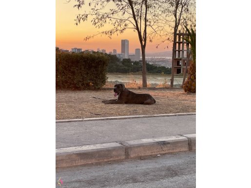 7 Aylık İster Damızlık İster Yarışlık Scrli Cane corso