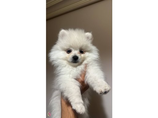 Oyuncu ve Sağlıklı Pomeranian Yavrusu