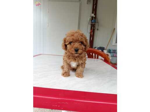 ERKEK GÜZELİ F2 MALTİPOO