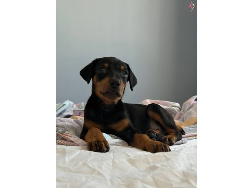 Acil Doberman 