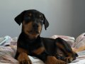 Acil Doberman 