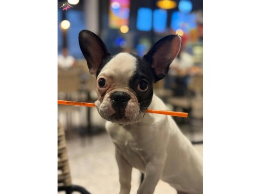 Aşıları tam 6 aylık erkek 