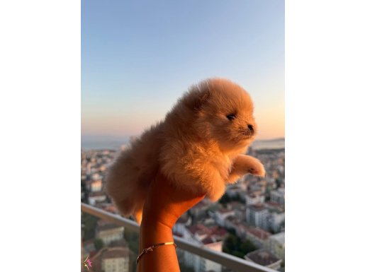 Anne ve Baba SCRli 2.5 Aylık Erkek BOO