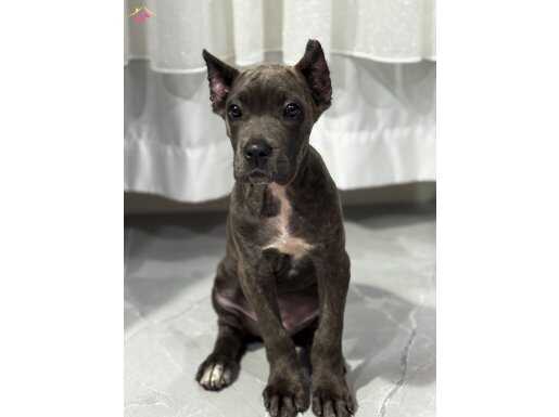 ESTETİKLİ DİŞİ CANE CORSO 