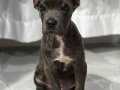 ESTETİKLİ DİŞİ CANE CORSO 