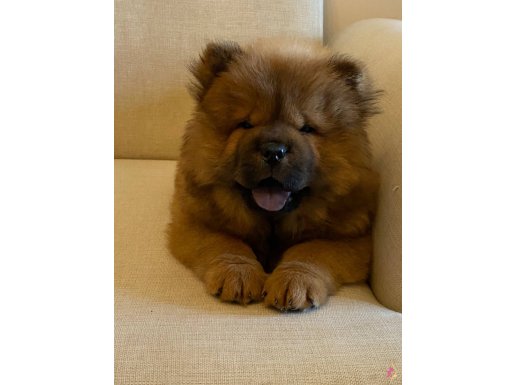 Uslu kızım ayı surat siyah dil orjinal ırk