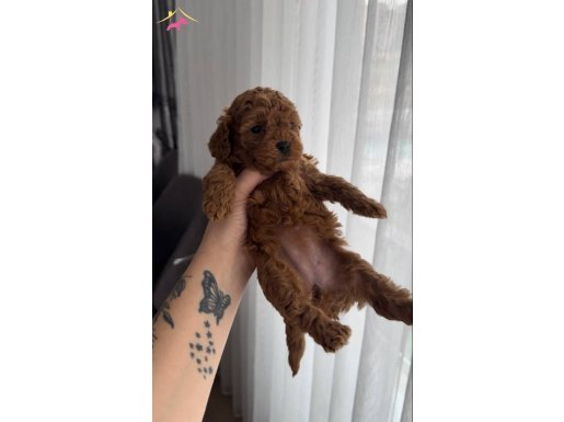 Etkileyici güzel kızımız 