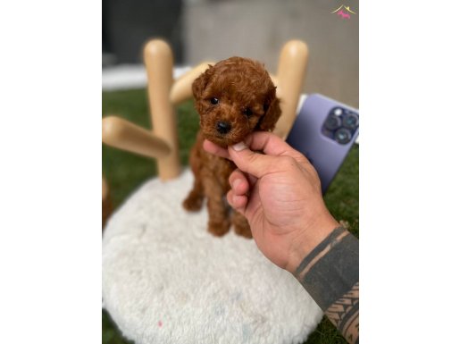 KG GARANTİLİ KORE POODLE YAVRUMUZ 
