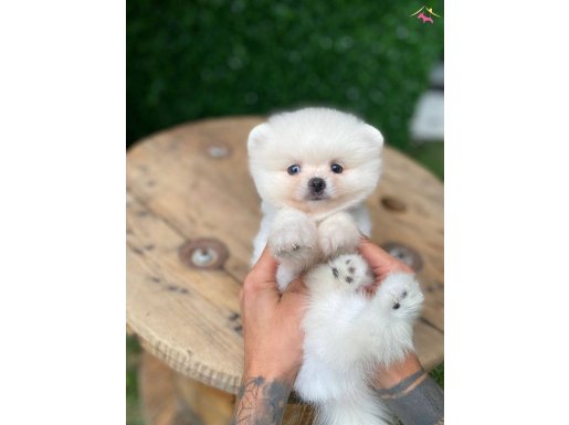 Ayı Surat Teacup Pomeranian