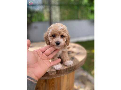 Dünyalar tatlısı maltipo bebek