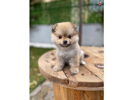 Özel renk pomeraninan boo