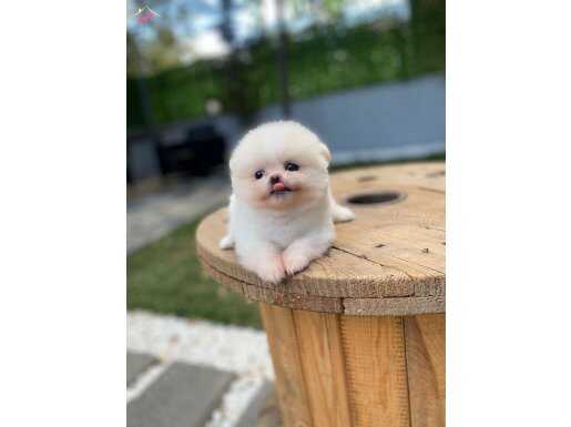 Teacup Kore Pomeranian 