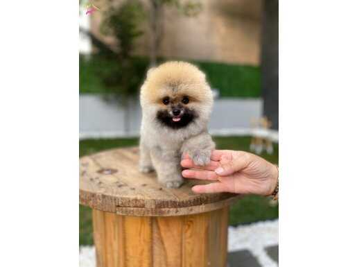 Ruhsatlı işletmeden kg ve yüz garantili pomeranian