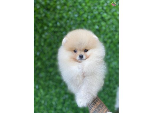 Brengesicht Pomeranian Boo Unser Welpe