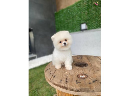 Ukranya girişli pomeranian boo 