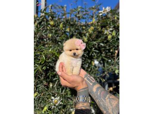 En özel mini kore pomeranian