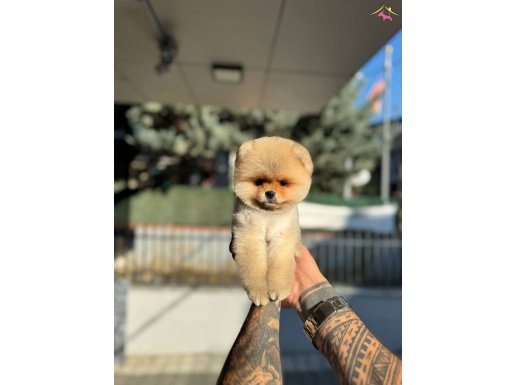 Micro Teacup Pomeranian 