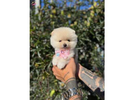 Dünyalar tatlısı teacup pomeranian