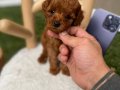 KG GARANTİLİ KORE POODLE YAVRUMUZ 