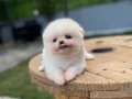 Teacup Kore Pomeranian 