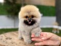 Ruhsatlı işletmeden kg ve yüz garantili pomeranian