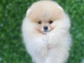 Brengesicht Pomeranian Boo Unser Welpe