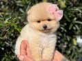 En özel mini kore pomeranian