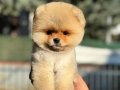 Micro Teacup Pomeranian 