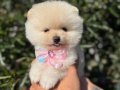 Dünyalar tatlısı teacup pomeranian