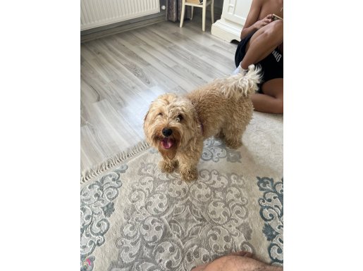  yenı yuva arıyoruz 