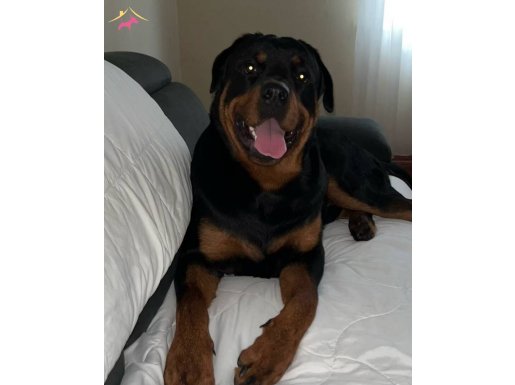 12 aylık erkek rottt 50 kilo İstanbul