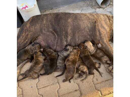 Saf kan presalar doğdu. 